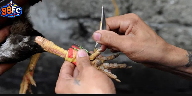 Quy trình thực hiện khi tham gia đặt cược trận đá gà 