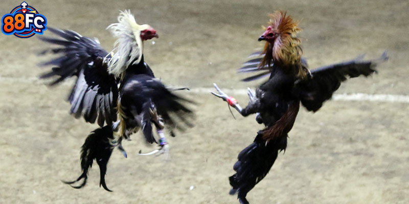 Đá Gà Trực Tiếp C1 được người chơi yêu thích